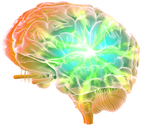 Brain