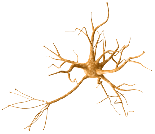 Neuron