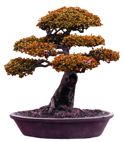 Bonsai Tree